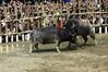 IMG_6509.jpg