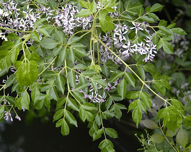 Hoa sầu đầu