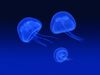 Floating_Jellyfish-1.jpg