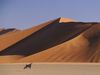 Gemsbok_and_Sand_Dunes,_SossusVlei,_Namibia-1.jpg
