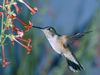 Hummingbird_Feeding_in_Flight-1.jpg