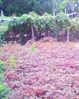 IMG0617A.jpg
