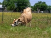 cow_grazing_in_loveville_md-01.jpg