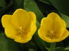 flower-Holland-Netherlands-RF.jpg